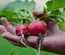 Organic Store – Agriculture Category Bootstrap Responsive web Template