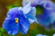 FlowerClusters:  | TEMPLATED
