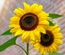 Flowerilla gallery webtemplate and mobile webtemplate for free