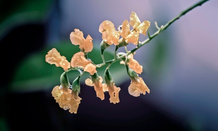 Botany Template