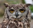 Ornithology An Animal Category Flat Bootstrap Responsive Web Template