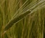 Tilling a Agriculture Category Responsive Web Template