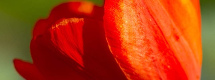Effloresce:  | TEMPLATED