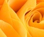 Rosey Pixel Template