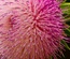 Amaryllis:  | TEMPLATED