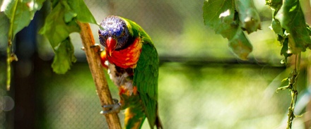 Lorikeet: CSS Templates | TEMPLATED