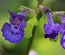 CatMint: CSS Templates | TEMPLATED