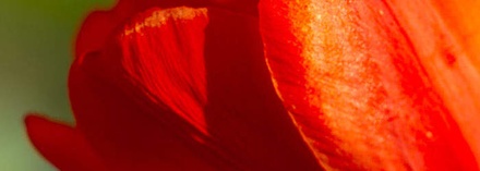 FlowerClusters:  | TEMPLATED