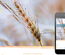 Organic corporate Responsive Mobile Website Template