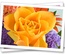 Floral Template