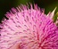 Amaryllis:  | TEMPLATED