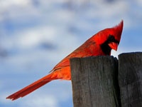Birds a Animal Category Flat Bootstrap Responsive Web Template
