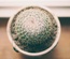 Tamarillo Template