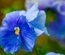 FlowerClusters:  | TEMPLATED
