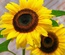 Flowerilla gallery webtemplate and mobile webtemplate for free