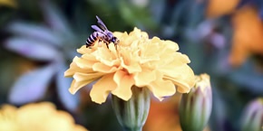 Botany Template