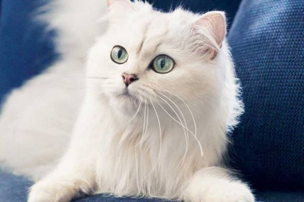 Gato a Animal Category Flat Bootstrap Responsive Web Template