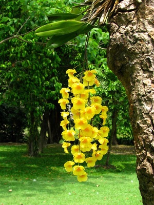 Floral Template