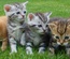 Cat Life – Animals Category Bootstrap Responsive Web Template