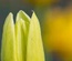 FlowerClusters:  | TEMPLATED