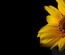 Sunflower: CSS Templates | TEMPLATED