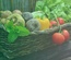 Organic Store – Agriculture Category Bootstrap Responsive web Template