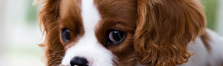 Doggy- Mobile Website Template
