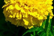 FlowerClusters:  | TEMPLATED
