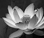 Eponymous:  | TEMPLATED