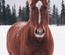 Horse Crew Sports Category Bootstrap Responsive Website Template