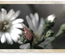 Grunge Template