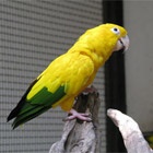 Bird Store Template