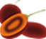 Tamarillo Template