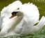 Ornithology An Animal Category Flat Bootstrap Responsive Web Template