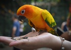 Airy Pets an animals Category Bootstrap Responsive Web Template