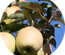 Germinate an Agriculture Flat Bootstrap Responsive Web Template