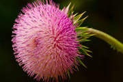 FlowerClusters:  | TEMPLATED