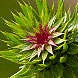 FloralGarden:  | TEMPLATED