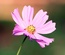 Simplex Template