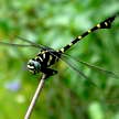 Insect Blog Template
