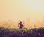 Tamarillo Template