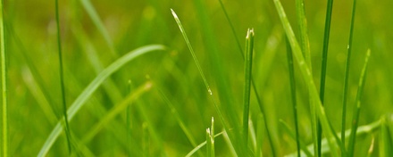 GrassyGrass: CSS Templates | TEMPLATED