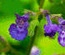 FloralGarden:  | TEMPLATED
