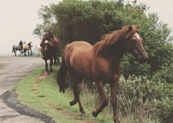 Horse Crew Sports Category Bootstrap Responsive Website Template