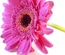 Flower Shop Template
