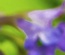 CatMint: CSS Templates | TEMPLATED