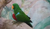Bird Store Template