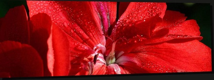 Flowerbuds:  | TEMPLATED