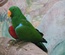 Bird Store Template