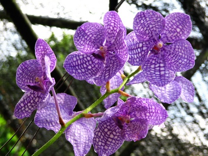Floral Template